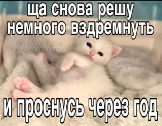 😴 emoji Котики Telegram sticker 13 of 90