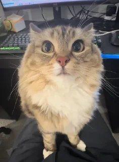 ☺ emoji Котики Telegram sticker 18 of 90