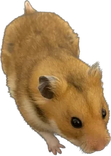 🥨 emoji буба хомяк 🐹 Telegram sticker 18 of 26