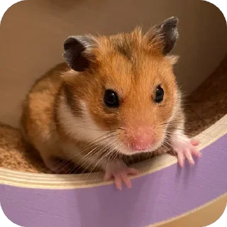 🫥 emoji буба хомяк 🐹 Telegram sticker 11 of 26