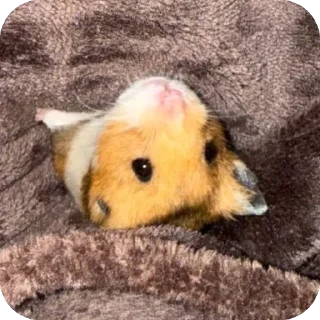 🫥 emoji буба хомяк 🐹 Telegram sticker 15 of 26
