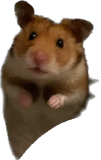 🫣 emoji буба хомяк 🐹 Telegram sticker 7 of 26