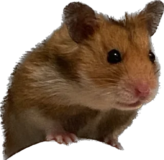 😎 emoji буба хомяк 🐹 Telegram sticker 8 of 26