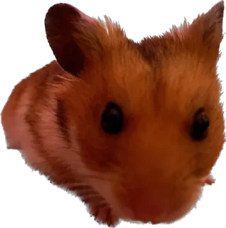 😵‍💫 emoji буба хомяк 🐹 Telegram sticker 16 of 26