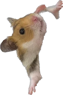 😩 emoji буба хомяк 🐹 Telegram sticker 9 of 26