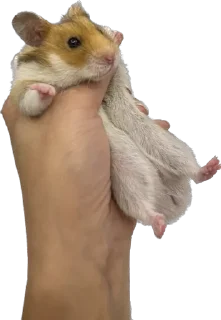 😨 emoji буба хомяк 🐹 Telegram sticker 5 of 26
