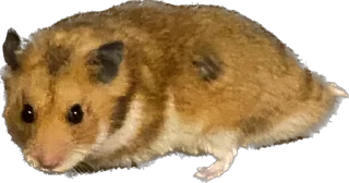 😤 emoji буба хомяк 🐹 Telegram sticker 20 of 26