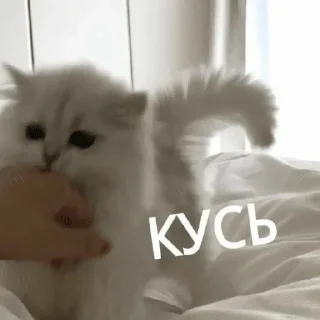 Sticker from котики