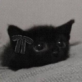 🌟 emoji Котики Telegram sticker 10 of 15