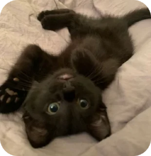 🌟 emoji Fine котікі Telegram sticker 16 of 74