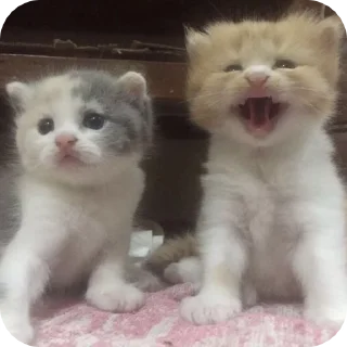 🌟 emoji Fine котікі Telegram sticker 15 of 74
