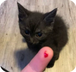 🥺 emoji Fine котікі Telegram sticker 14 of 74