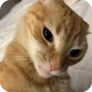 😠 emoji Fine котікі Telegram sticker 7 of 74