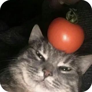 🌟 emoji Fine котікі Telegram sticker 19 of 74