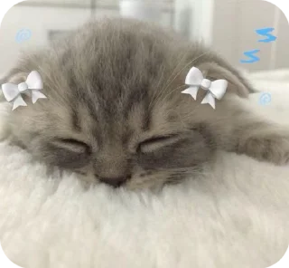 😴 emoji Fine котікі Telegram sticker 9 of 74