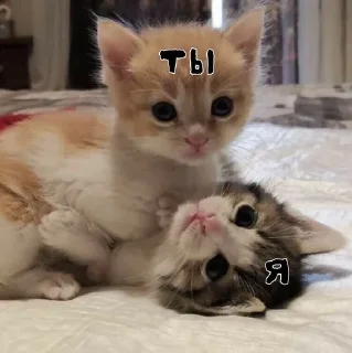 🌟 emoji я котик Telegram sticker 23 of 23