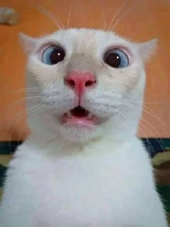😨 emoji Котеке Telegram sticker 17 of 17