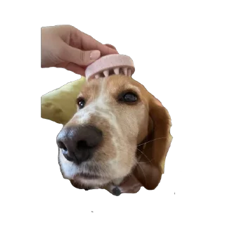 🐶 emoji собака барабака Telegram sticker 16 of 29