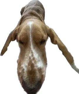 🌙 emoji собака барабака Telegram sticker 5 of 29