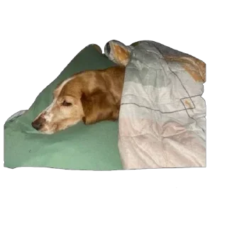 😴 emoji собака барабака Telegram sticker 17 of 29