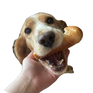 🥖 emoji собака барабака Telegram sticker 24 of 29