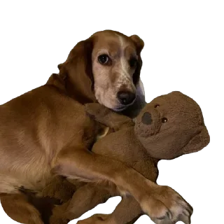 🐻 emoji собака барабака Telegram sticker 19 of 29