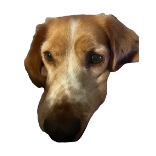 🌭 emoji собака барабака Telegram sticker 15 of 29