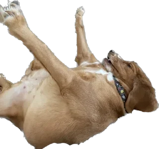 ✌ emoji собака барабака Telegram sticker 10 of 29