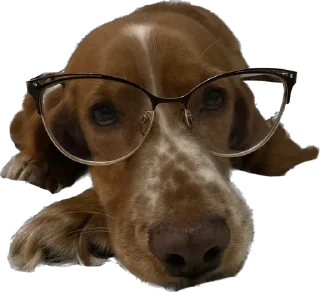 🤓 emoji собака барабака Telegram sticker 14 of 29