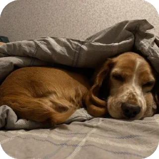 💤 emoji собака барабака Telegram sticker 21 of 29