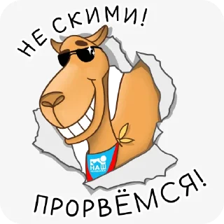😎 emoji Наш Челябинск @nashchelyabinsk Telegram sticker 6 of 24