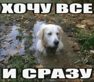👀 emoji свэг в массы by @swagakat Telegram sticker 12 of 88