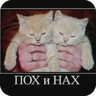 🙏 emoji свэг в массы by @swagakat Telegram sticker 16 of 88