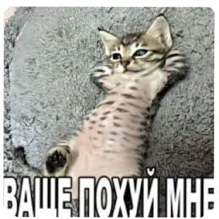 🐱 emoji Блонди Telegram sticker 19 of 38