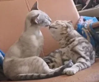 😘 emoji Люблю Александра Telegram sticker 6 of 20