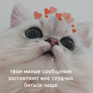 🥹 emoji Люблю Александра Telegram sticker 19 of 20