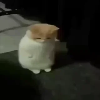 Sticker from cats ^_^