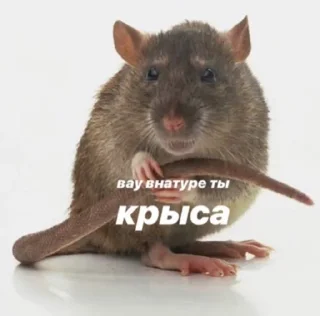 🐀 emoji полный ништяк Telegram sticker 17 of 111