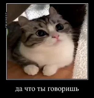 🐈 emoji Демотиваторы Telegram sticker 23 of 35