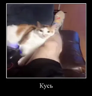 🐈 emoji Демотиваторы Telegram sticker 19 of 35