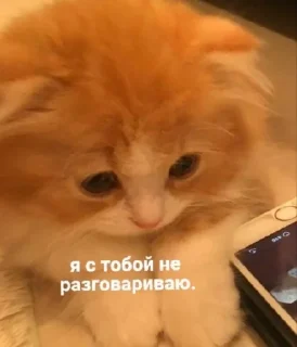 🤕 emoji Люблю мемы с котами Telegram sticker 17 of 45