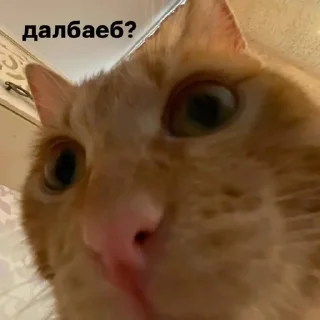 Sticker from котейка