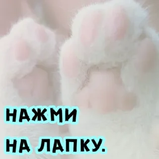 🥰 emoji Коты воители Telegram sticker 21 of 22