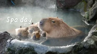 Sticker from capybara