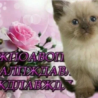 Sticker from для котиков