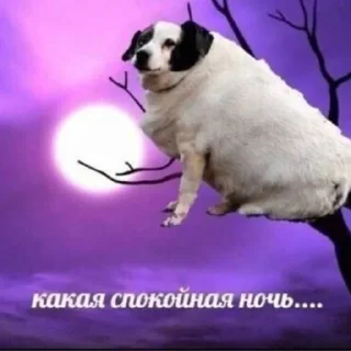 Sticker from для котиков
