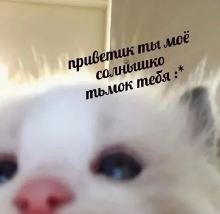 🥰 emoji любовь и котики Telegram sticker 15 of 61