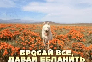 😃 emoji хихи да хаха Telegram sticker 11 of 120