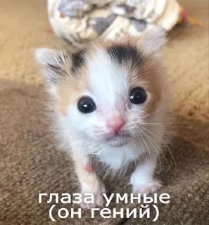 🌟 emoji МЕМНЫЕ КОТИКИ Telegram sticker 9 of 51