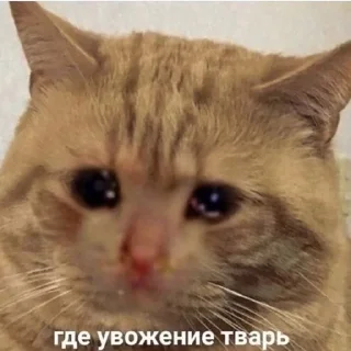 🌟 emoji МЕМНЫЕ КОТИКИ Telegram sticker 19 of 51